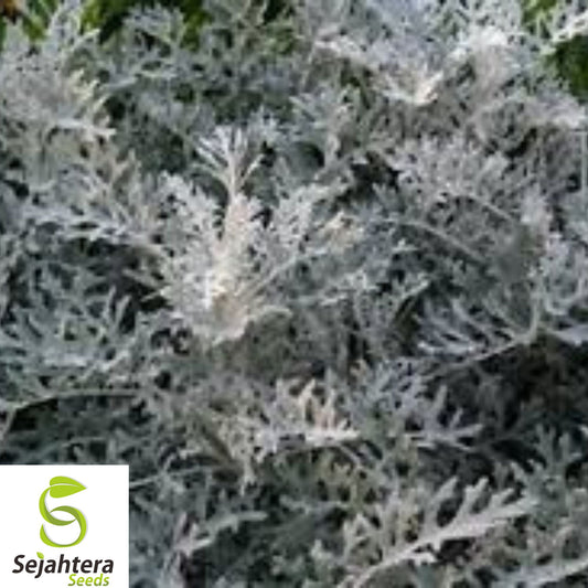 200+ Silverdust Dusty Miller Seeds - Cineraria Maritima, Heirloom, Hardy & Unique