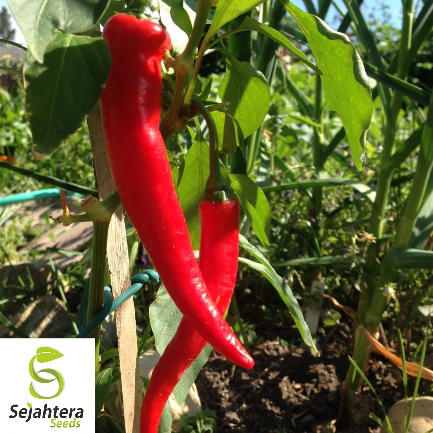 25 Long Thin Red Cayenne Pepper Seeds - Non-GMO, Hot & Productive Variety