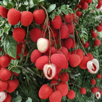 Sweetheart Lychee – Litchi chinensis Live Air-Layered Tree | 2 Feet Tall | Includes 3 Gallon Pot  Premium Sweet Variety | Tropical Fruit Tree | Backyard Orchard Ready