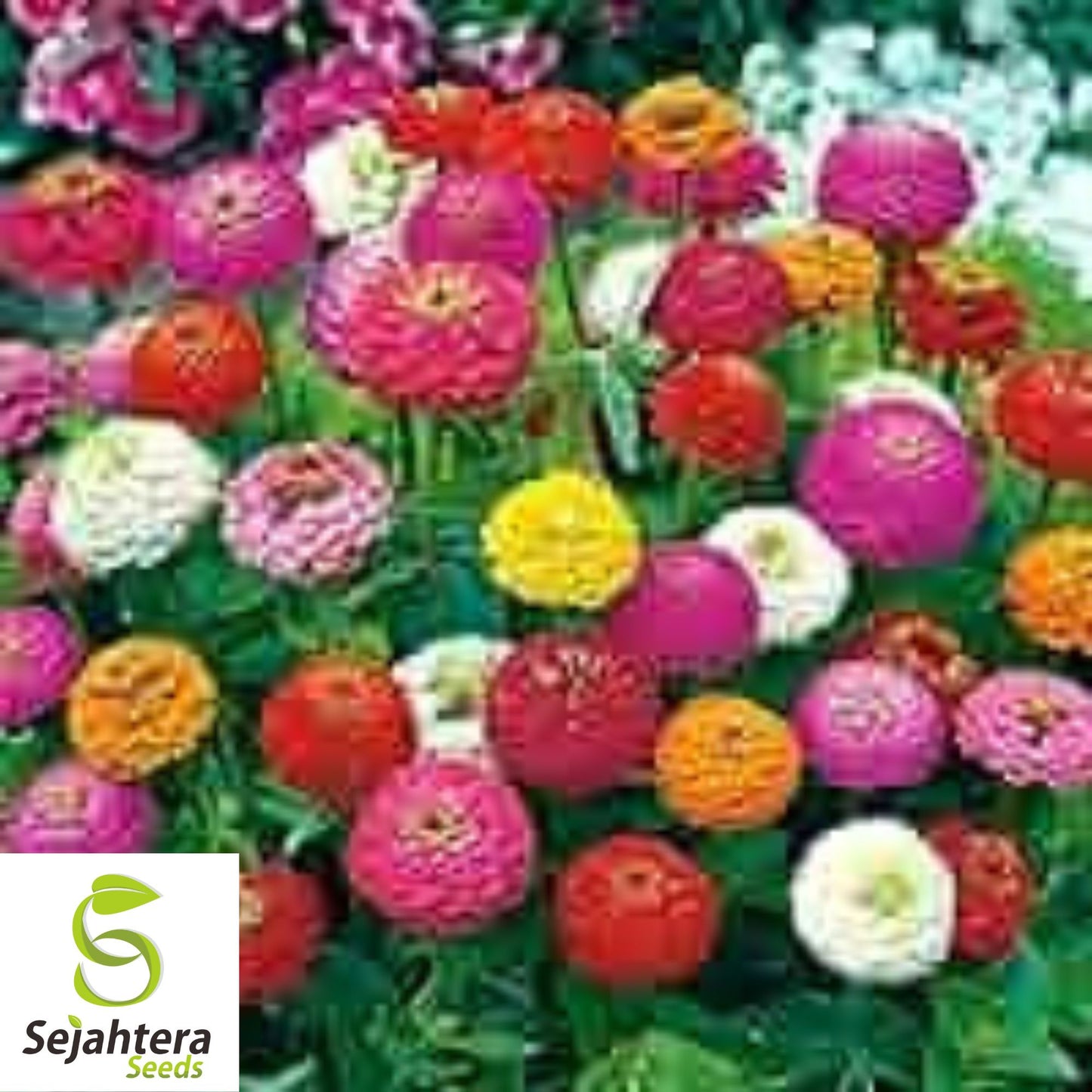 Zinnia Dwarf Thumbelina Mix Seeds - 200+ Heirloom - Pollinator-Friendly Blooms