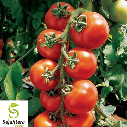 100+ Sugar Bomb Cherry Tomato Seeds - Heirloom, Organic, Non-GMO, Sweet & Juicy