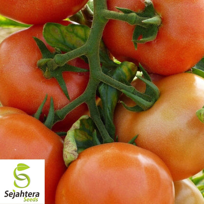 Marglobe Supreme Tomato Seeds 100 Ct | Heirloom Vegetable NON-GMO USA