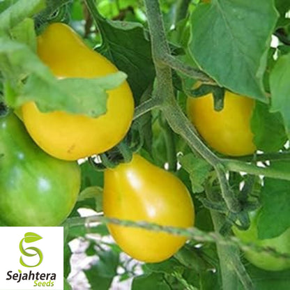 Yellow Pear Tomato Seeds - 120+ Heirloom, Organic, Non-GMO & Sweet