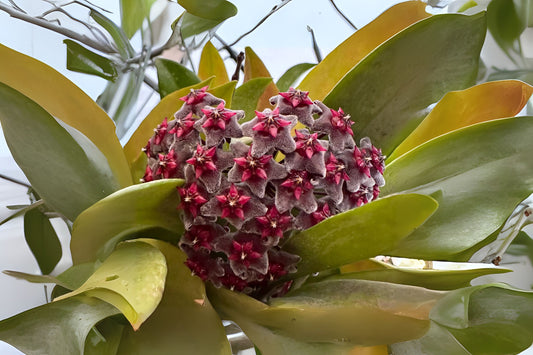 Hoya Publicalyx Splash Plant 3" Pot - Purple Flower Wax Plant, Tropical Houseplant, Hoya Publicalyx, Indoor Decoration