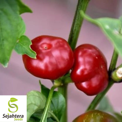 Large Red Cherry Hot Pepper Seeds - 50+ Heirloom - 3,000-5,000 SHU - Non-GMO