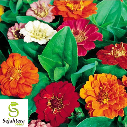 Zinnia Dwarf Thumbelina Mix Seeds - 200+ Heirloom - Pollinator-Friendly Blooms