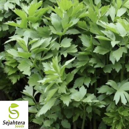 200+ Lovage Seeds - Non-GMO, Open Pollinated & Versatile Culinary Herb