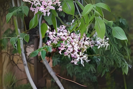 Dried Chinaberry Tree Berries - 20 Seeds - Melia Azedarach - Decorative Jewelry Craft Use