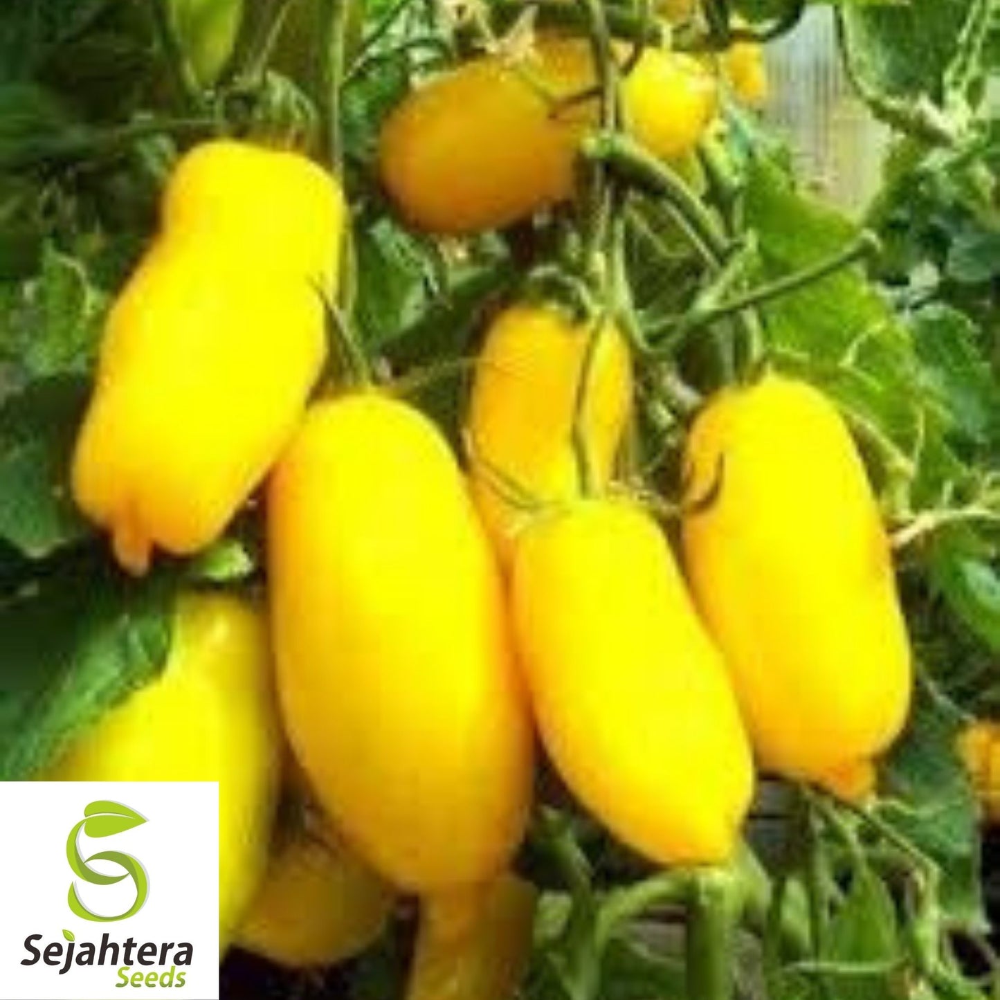 Banana Legs Yellow Tomato Seeds 50 Ct | Heirloom NON-GMO Vegetable USA