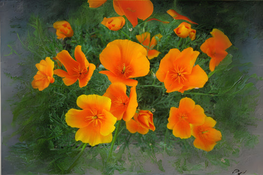 California Poppy (Eschscholzia californica)