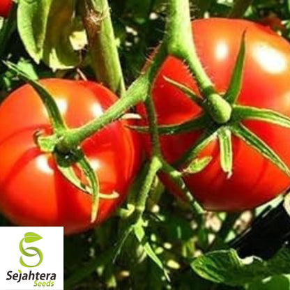 Marglobe Supreme Tomato Seeds 100 Ct | Heirloom Vegetable NON-GMO USA