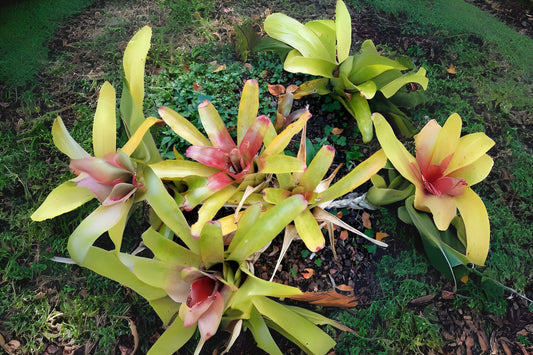 Live Neoregelia Bromeliad Plant, Painted Fingernail Variety, Tropical Houseplant, Epiphyte, Ideal for Potting or Mounting