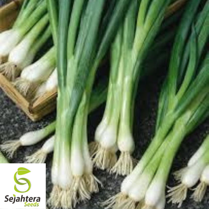 White Lisbon Onion Seeds - 500+ Heirloom, Non-GMO Bunching Scallions & Fresh