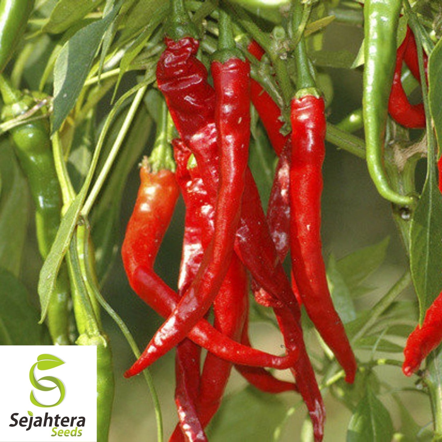 25 Long Thin Red Cayenne Pepper Seeds - Non-GMO, Hot & Productive Variety