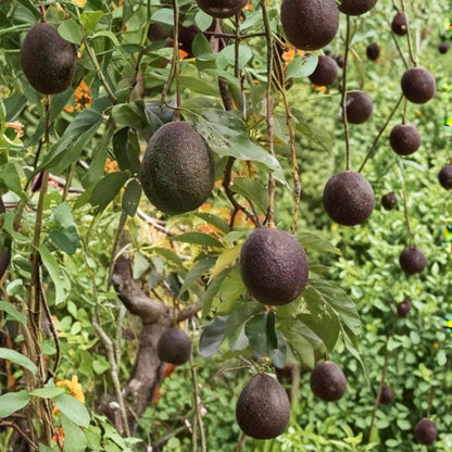 Maria Black Avocado Tree – Persea americana  Rare Zill Authentic Variety Live Grafted Avocado Tree | 2–4 Feet Tall | 3 Gallon Container