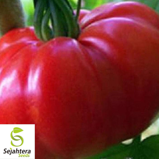 50 Marmande Tomato Seeds - Italian Heirloom, Non-GMO Vegetable