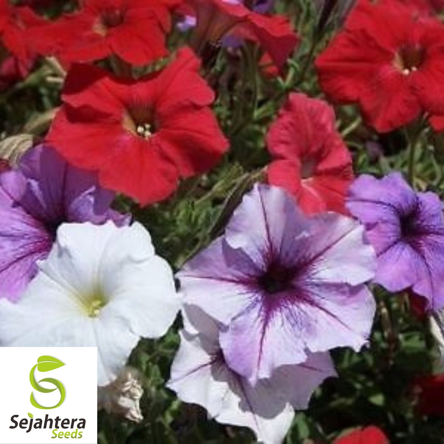 2000+ Dwarf Petunia Mix Seeds - Compact Petunia Nana Compacta Flowers, Non-GMO