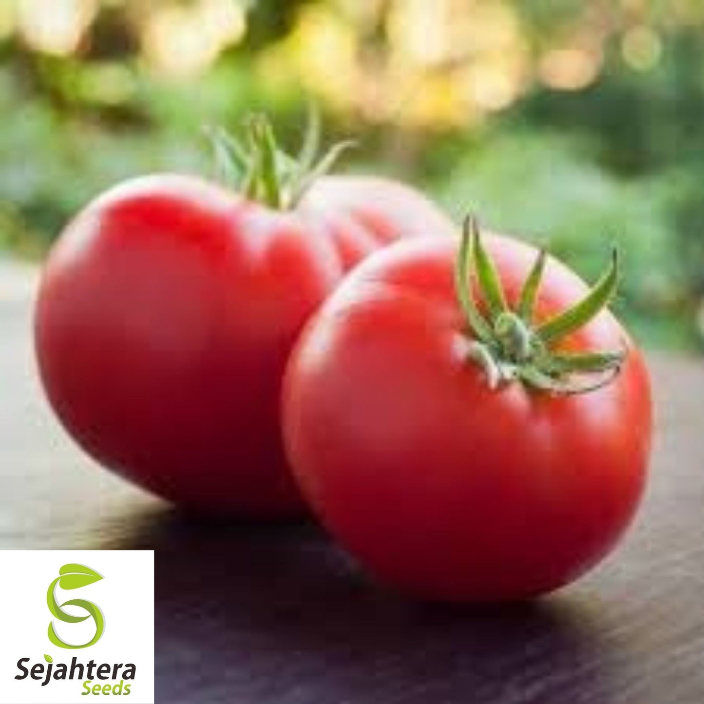 Marglobe Supreme Tomato Seeds 100 Ct | Heirloom Vegetable NON-GMO USA