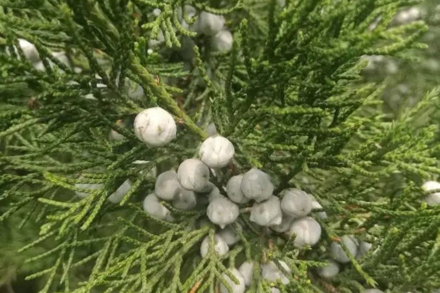 Chinese Juniper (Juniperus chinensis)