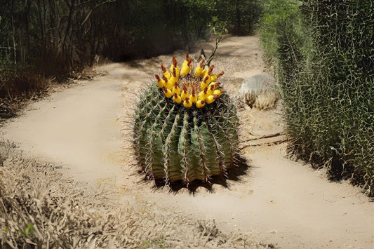 Fishhook Barrel Cactus Seeds - 20 Seeds Ferocactus wislizeni - Drought Tolerant Desert Plant for Cactus Garden or Succulent Collection