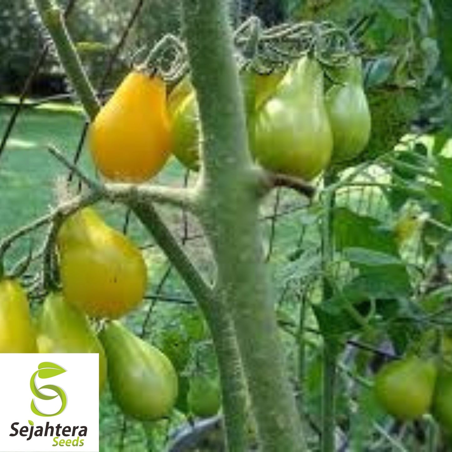 Yellow Pear Tomato Seeds - 120+ Heirloom, Organic, Non-GMO & Sweet