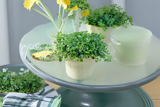 Pilea depressa Baby Tears Plant - 2 Small Plants in Pot, Trailing Houseplant, Low-Growing Green Ground Cover