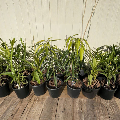 Irwin Mango Tree – Mangifera indica Grafted Live Tree | 2–4 Feet Tall | Florida Grown  Lippens × Haden Hybrid | Sweet Red Mango | Premium Variety