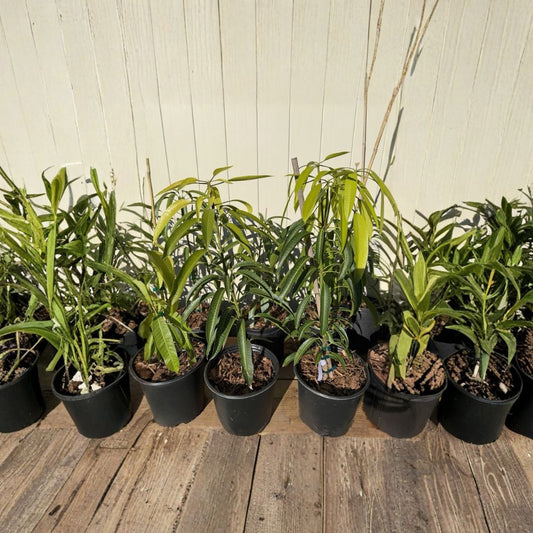 Irwin Mango Tree – Mangifera indica Grafted Live Tree | 2–4 Feet Tall | Florida Grown  Lippens × Haden Hybrid | Sweet Red Mango | Premium Variety