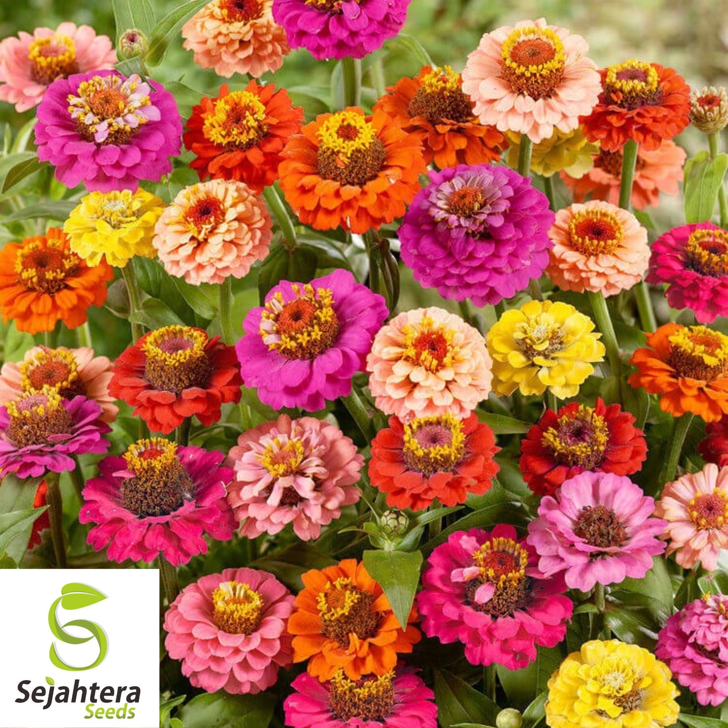 Zinnia Dwarf Thumbelina Mix Seeds - 200+ Heirloom - Pollinator-Friendly Blooms