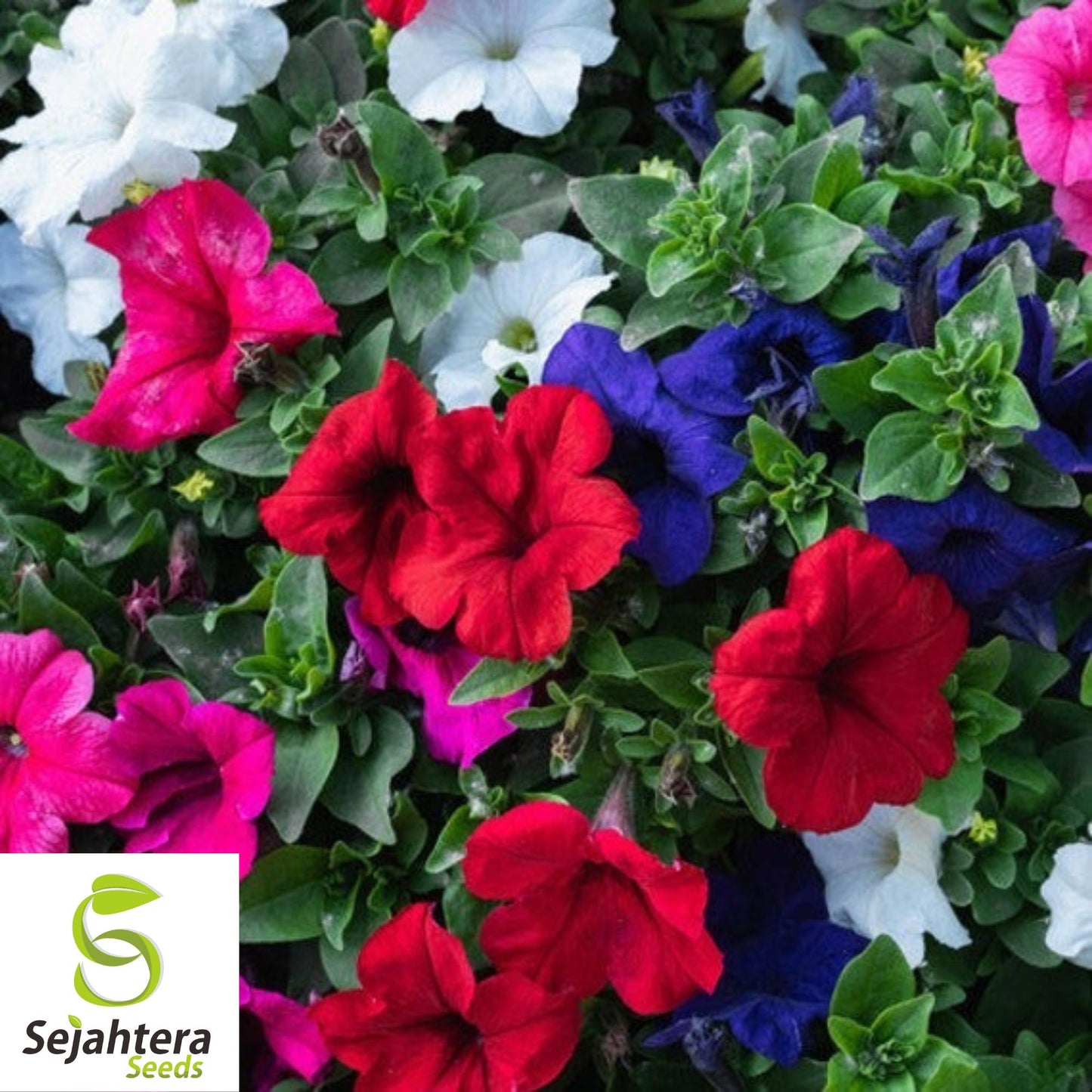 2000+ Dwarf Petunia Mix Seeds - Compact Petunia Nana Compacta Flowers, Non-GMO