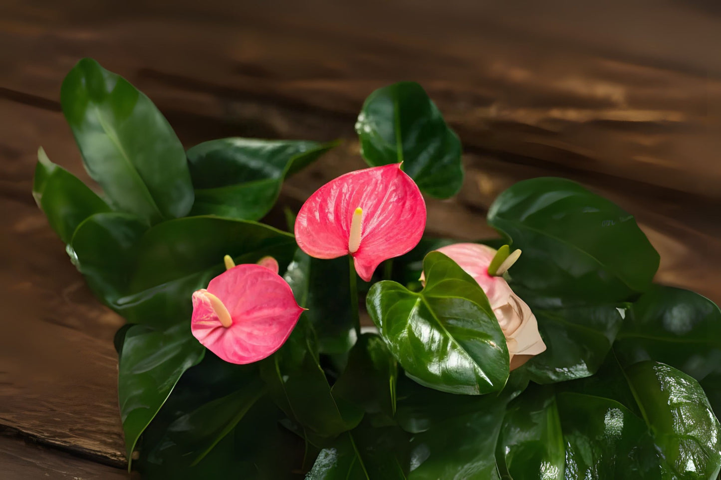 Anthurium 'Maine' 6" Pot - Large Pink Flower Plant - Anthurium andraeanum - Indoor Tropical Houseplant