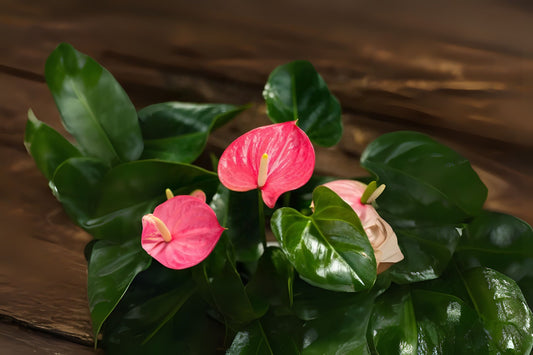 Anthurium 'Maine' 6" Pot - Large Pink Flower Plant - Anthurium andraeanum - Indoor Tropical Houseplant