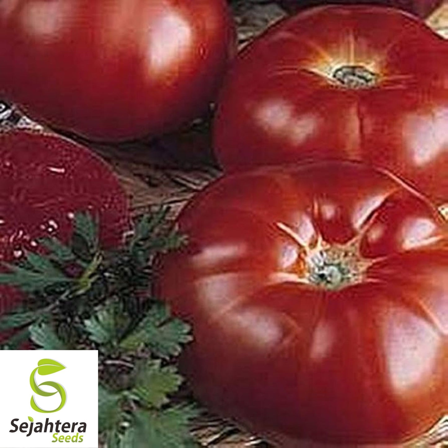 50 Marmande Tomato Seeds - Italian Heirloom, Non-GMO Vegetable