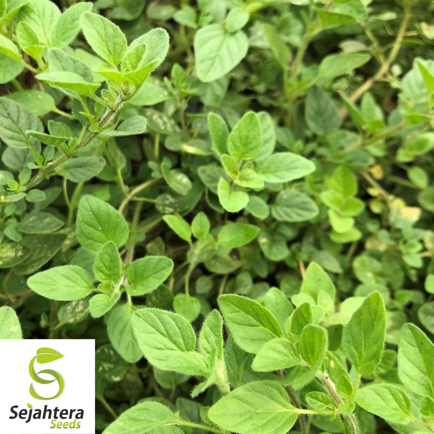 250 Italian Oregano Herb Seeds - Non-GMO, Aromatic & Flavorful Variety