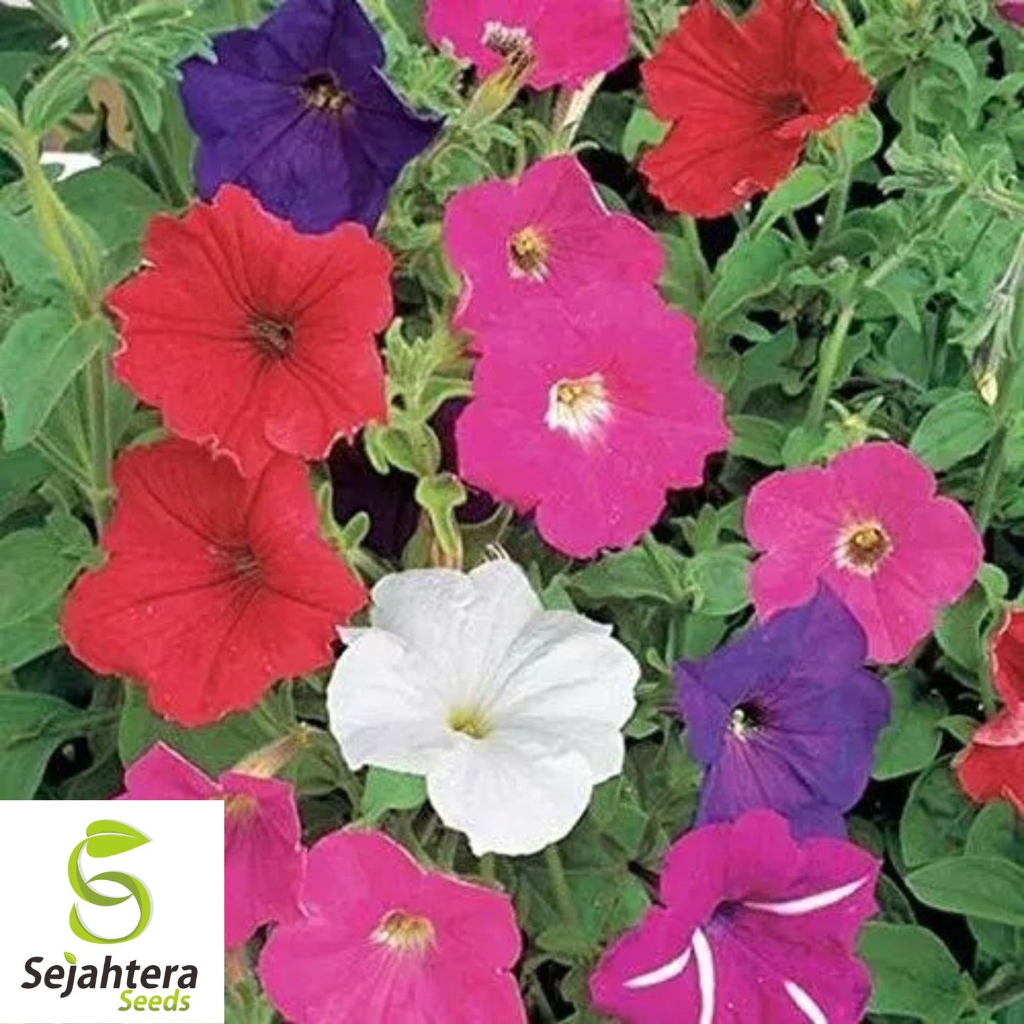 2000+ Dwarf Petunia Mix Seeds - Compact Petunia Nana Compacta Flowers, Non-GMO