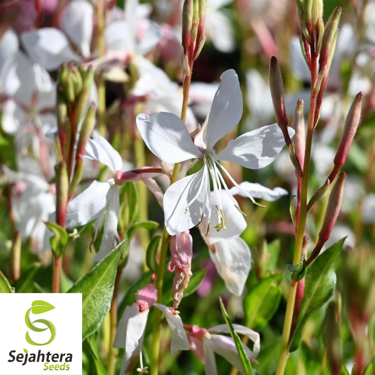 Gaura Lindheimeri Seeds 25+ | White Wildflower Perennial USA