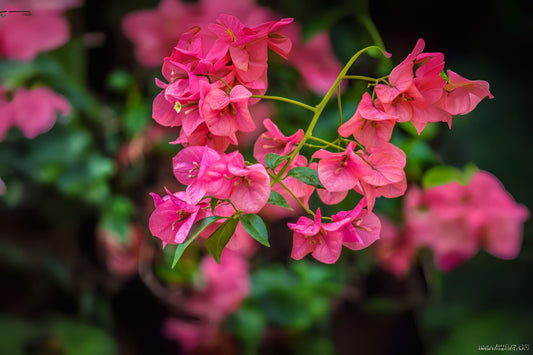 Bougainvillea Plant 5in Pot Pink Fuchsia Tropical Houseplant Bougainvillea Glabra Flor de Papel