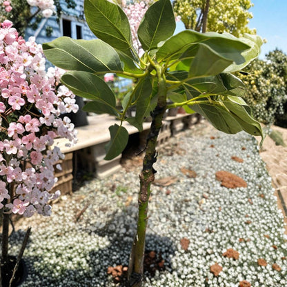 Grafted Pinkerton Avocado Tree – Persea americana  Live Grafted Fruit Tree | 10 Inches – 2 Feet Tall Premium Avocado Variety • Healthy Live Plant