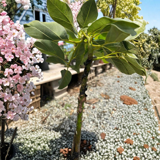 Grafted Pinkerton Avocado Tree – Persea americana  Live Grafted Fruit Tree | 10 Inches – 2 Feet Tall Premium Avocado Variety • Healthy Live Plant