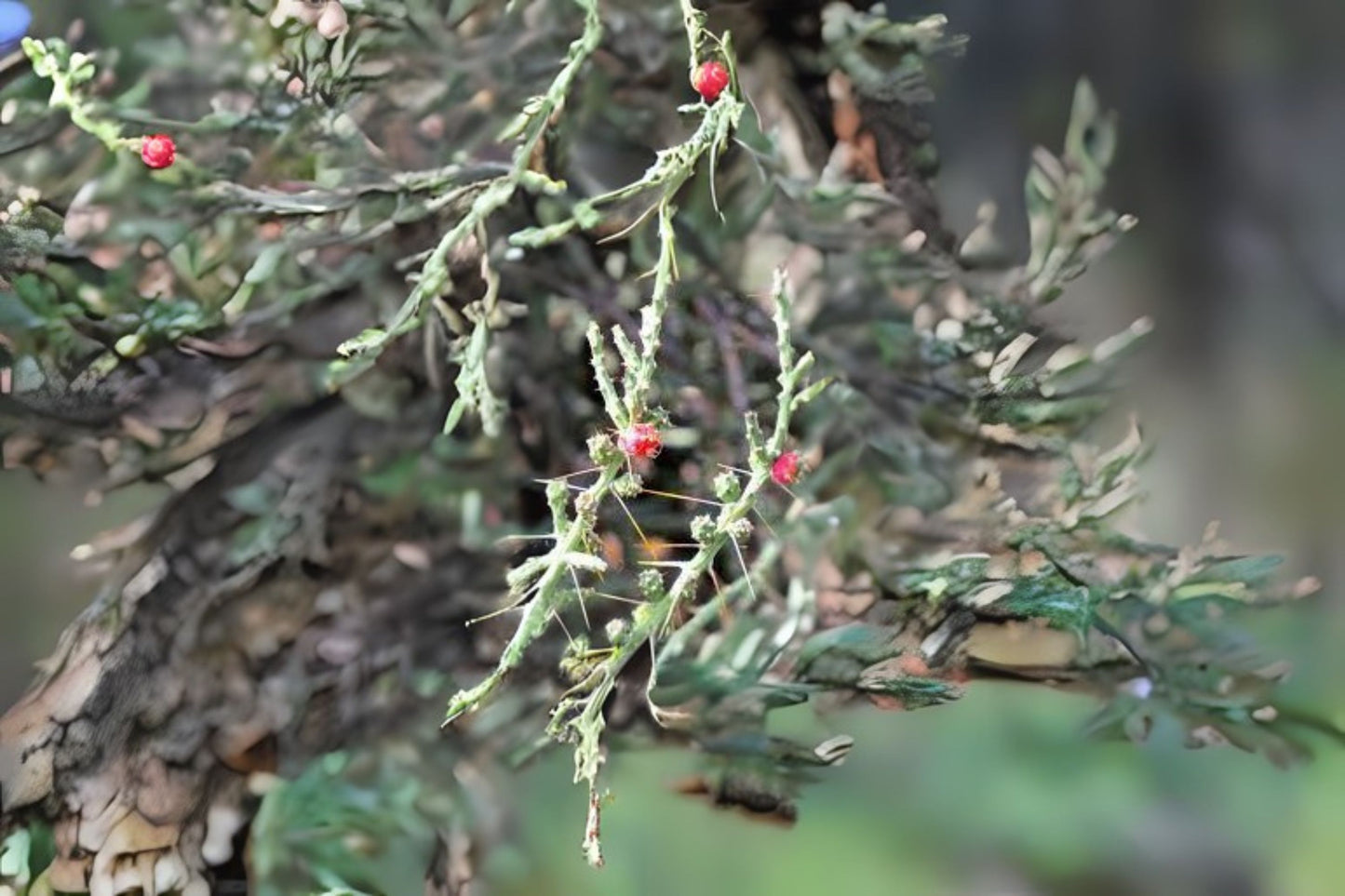 Christmas Cholla Cuttings (5) - Pencil Cactus, Tasajillo - Cylindropuntia Leptocaulis - Cold Hardy Succulent Plant
