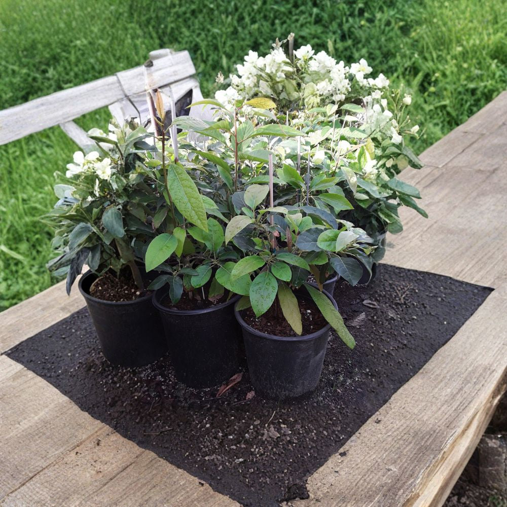 Russell Avocado – Persea americana Live Grafted Tree | 1 Foot Tall | Includes 6" Nursery Pot  Long Neck Fruit | Tropical Avocado Variety | Popular Latin Favorite