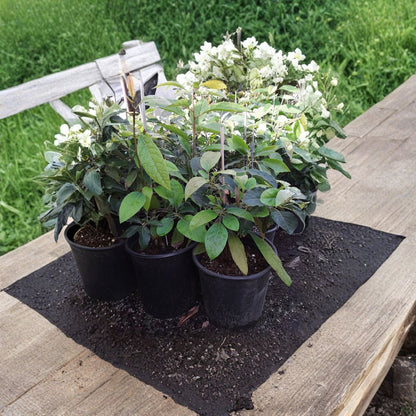 Russell Avocado – Persea americana Live Grafted Tree | 1 Foot Tall | Includes 6" Nursery Pot  Long Neck Fruit | Tropical Avocado Variety | Popular Latin Favorite