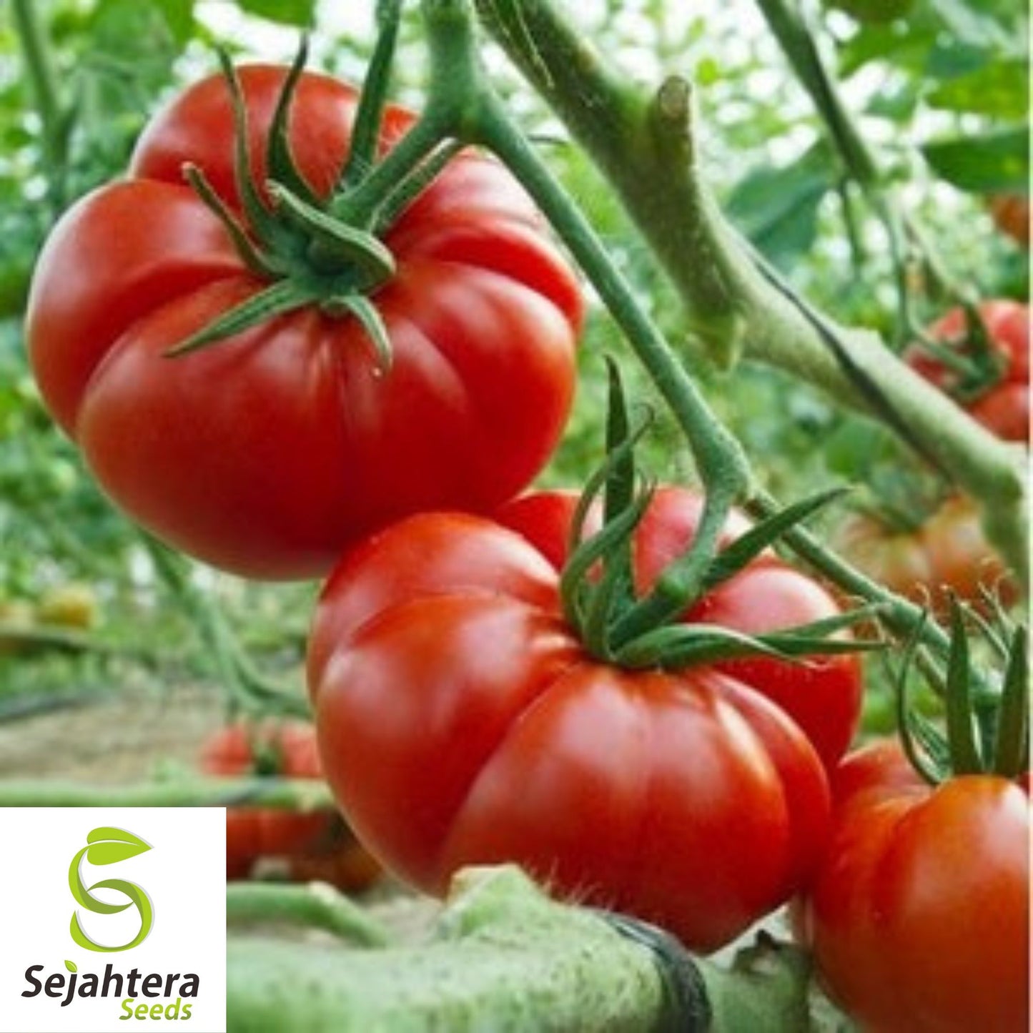 50 Marmande Tomato Seeds - Italian Heirloom, Non-GMO Vegetable