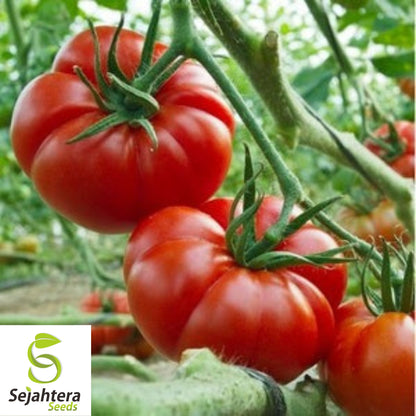 50 Marmande Tomato Seeds - Italian Heirloom, Non-GMO Vegetable