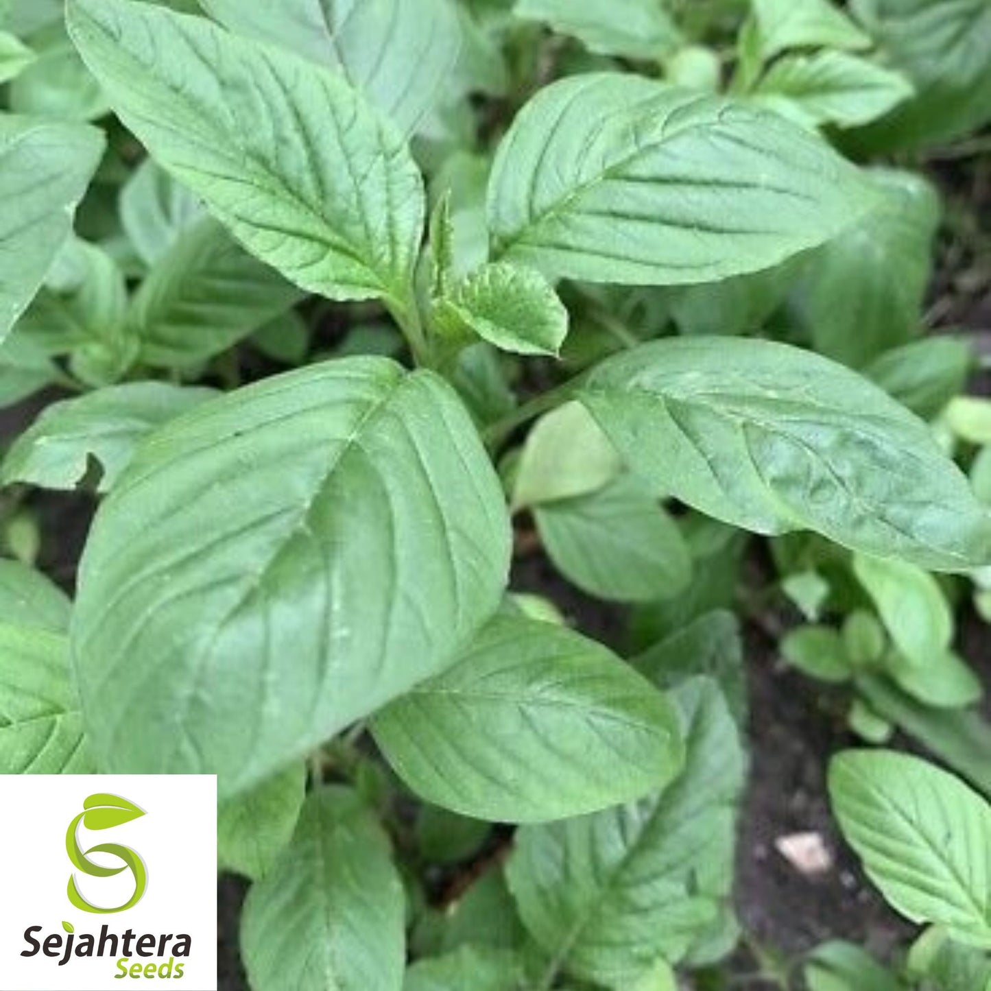 2000+ Green Amaranth Seeds - Chinese Spinach, Non-GMO & Nutritious Vegetable