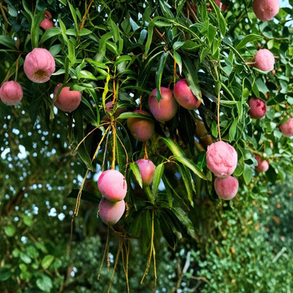 Irwin Mango Tree – Mangifera indica Grafted Live Tree | 2–4 Feet Tall | Florida Grown  Lippens × Haden Hybrid | Sweet Red Mango | Premium Variety