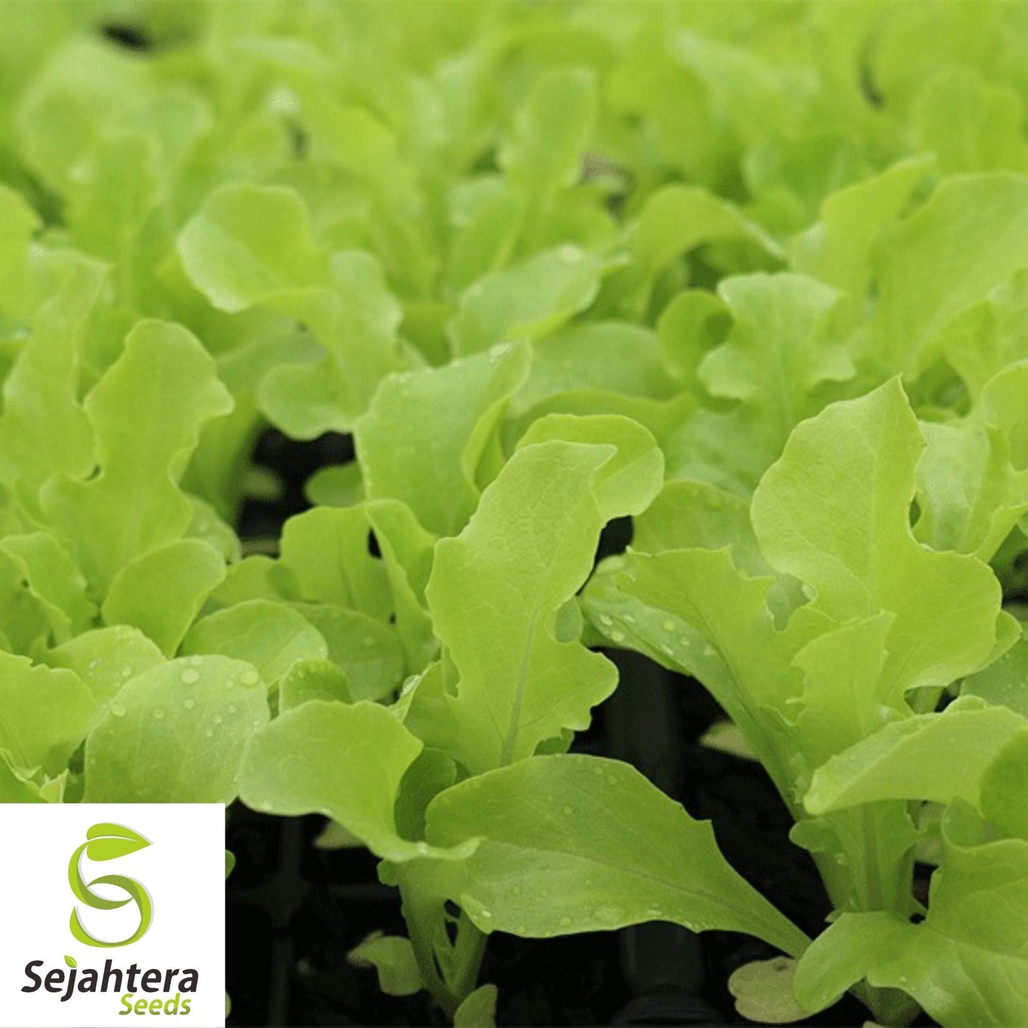 1000 Oak Leaf Lettuce Seeds - Non-GMO, Tender & Nutritious Greens