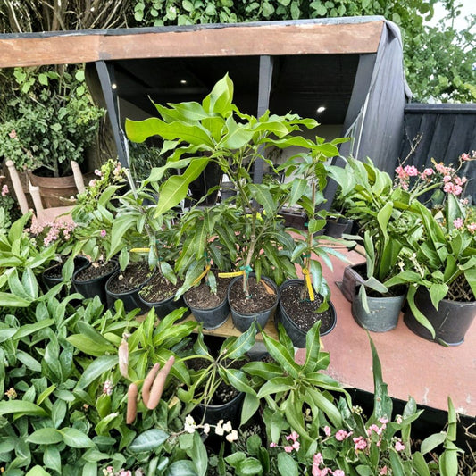 Rare Grafted Mango & Avocado Trees – 3 Gallon Size Live Grafted Tree | 2–4 Feet Tall | 100+ Premium Varieties  Zill & Pine Island Selections | High-Performance Rootstock | Lower 48 Shipping