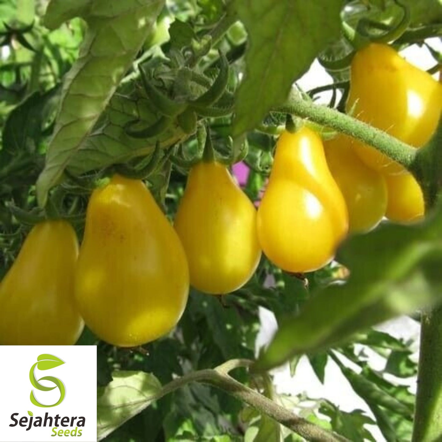 Yellow Pear Tomato Seeds - 120+ Heirloom, Organic, Non-GMO & Sweet