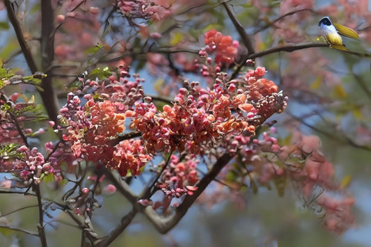 Horse Cassia, Pink Shower (Cassia grandis)